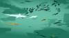 Tipps und Tricks von Shoal of fish für ANDROID / IPHONE Nützliche Tipps
